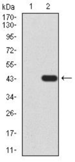 TDP-43/TARDBP Antibody (7F9A6) - BSA Free, Novus Biologicals:Antibodies:Primary
